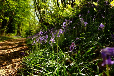 Bluebells  line  the  footpath  through  Brassetts  Wood.