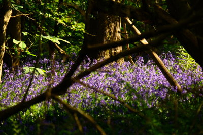 English  bluebells , in  a  wood.