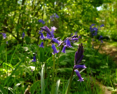 English  bluebells  in  the  woodland  verge