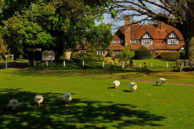 Local  geese  preen  the  lawns  in  the  village.