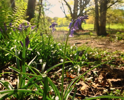 English  bluebells  in  a  wood .