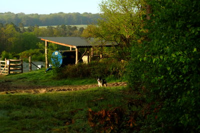 Beth ,my Welsh  Collie, beside the water  bowser  shelter .