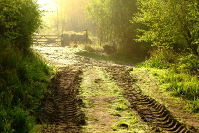 Early  sunlight  in  a forest glade.