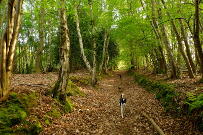 Beth, nearest to camera , with  Eddie and  Max,in Streetfield  Wood .