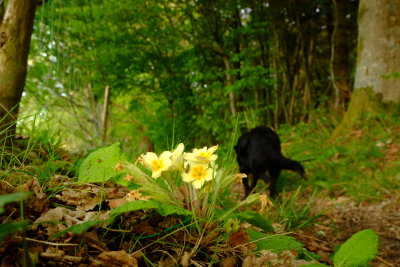 A  clump  of  Primulas  by  the  path