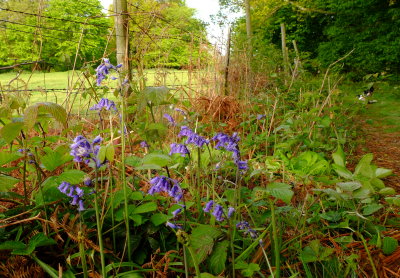 English  bluebells adorn  the  pathway.