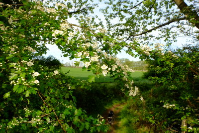Spring  blossom  near  Robertsbridge  Abbey  Ruins/