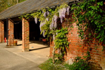 Wisteria  beautifies a  yard  wall.