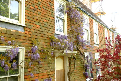 Old house being renovated , but wait, on the north face, a Wisteria in bloom.