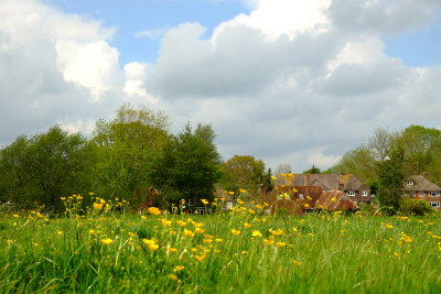 Buttercups  by  Northbridge  Street.