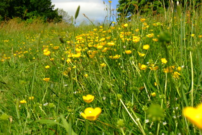 Buttercups  on  a  hillside .