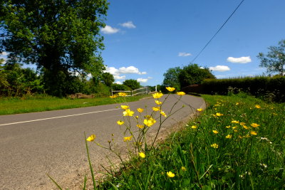 Roadside  buttercups .