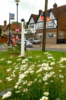 Ox eye  daisies at a street junction