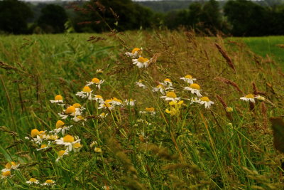 Ox  eye  daisies  blowing  in  the  wind .