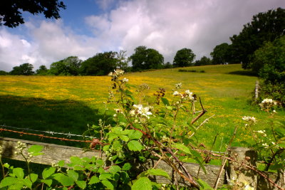 Brambles and carpets of freesia