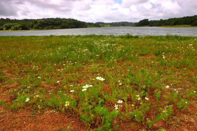 Wild  flowers  carpet  what  was  once  a  beach.