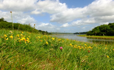 Wild  flowers  adorn  the  pasture , by  an  inlet .