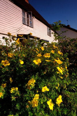 Hypericum by a wooden house .