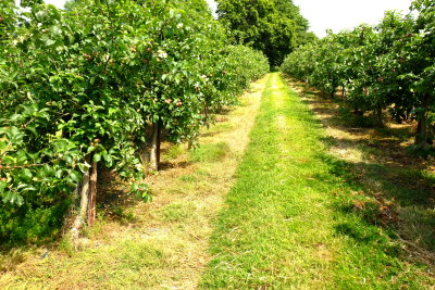 An  orchard  by  Old  Cryals  Farm .