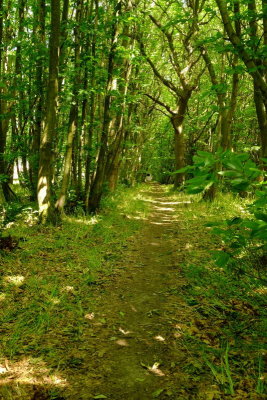 Looking  along  the  footpath