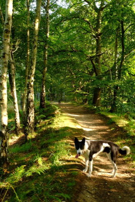 Beth , my collie , on an ancient boundary  bank .