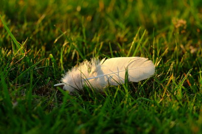 A  fallen  feather , in  evening  sunlight .