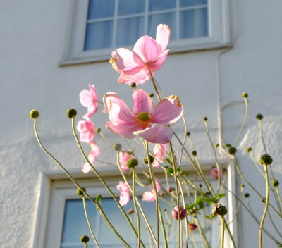 Delicate  pink  flowers