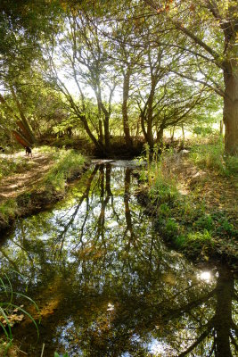 Trees  reflected  beside  the  cataract .