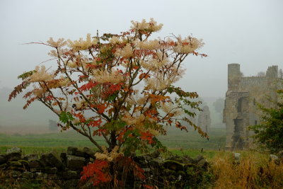 Ravensworth  Castle  , ruins , near  colourful  tree