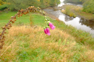 Foxgloves  on  the  hillside .