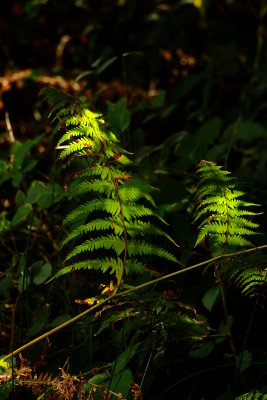 Ferns  catching  the  sunlight .