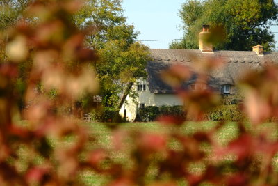 A  fine  thatch , through  a  bush .