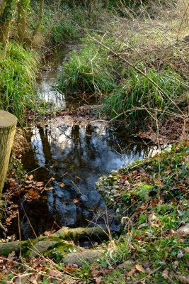 River Roding , near to it's source.