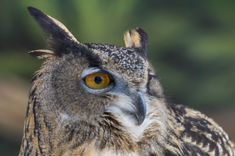 Owl 8914