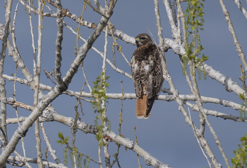 LovelandHawk_1184.jpg