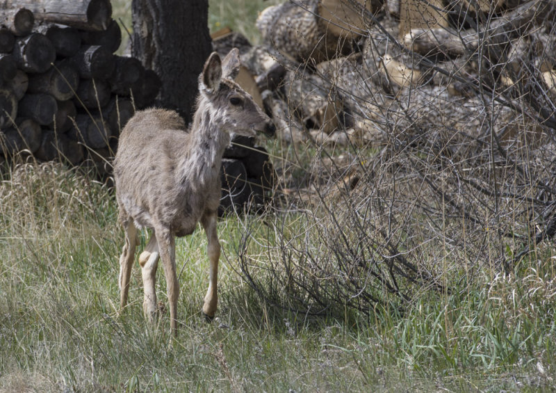 LovelandDeer_0966.jpg