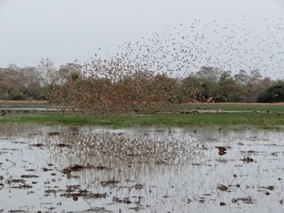Red-billed quelea, most abundant bird on earth, always fly in flocks...for safety.