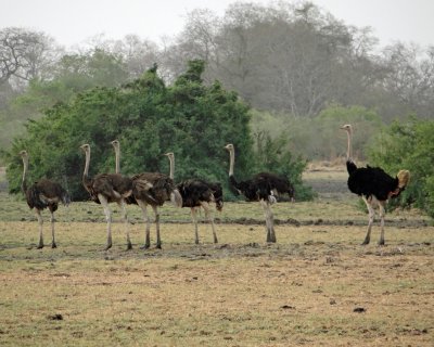 Ostrich - guess which is the male