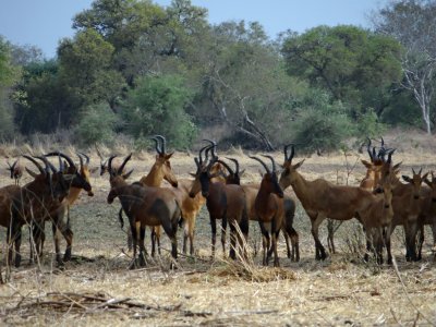 Hartebeest