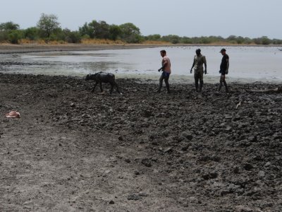 Whew! Baby buffalo walking away