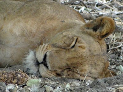 Snoozing lion