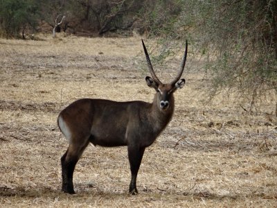 Waterbuck