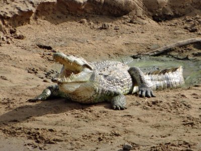 Crocodile