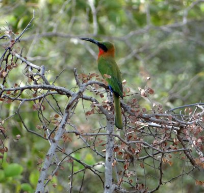 Green bee eater; isn't it beautiful?