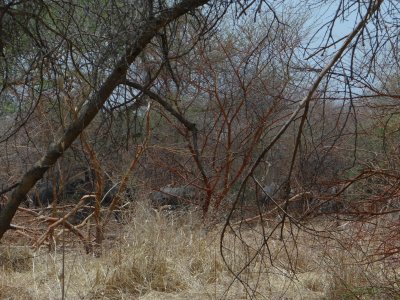 If you look closely, you can sort of see elephants; this park has a nice herd, but nearly impossible to see.