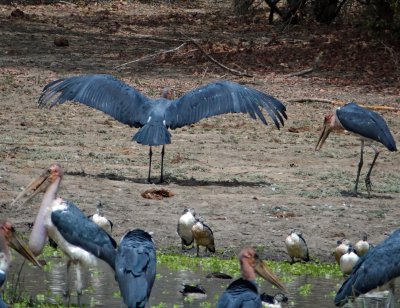 Caribou stork drying its wings