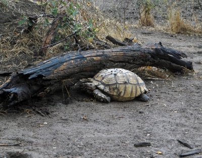 Tortoise