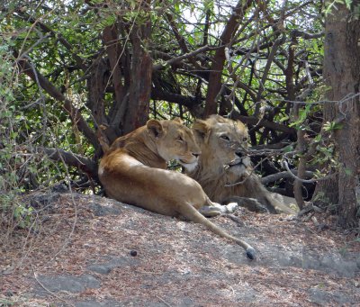 Resting lion pair, in between mating sessions; this lasts for several days.