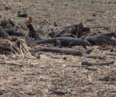 See the monitor lizard?