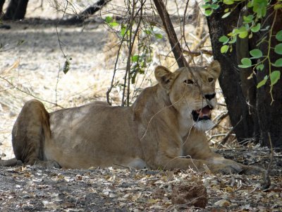 Yet another resting lion.